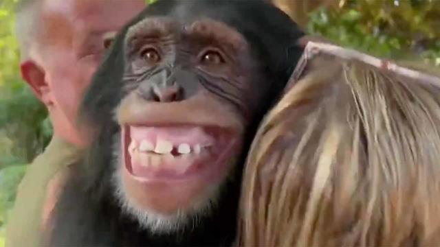 0531-cbsnews-social-mpx-chimp-reunites-with-caretakers.jpg 